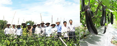 イメージ：日本のナスをベトナムの大地で栽培